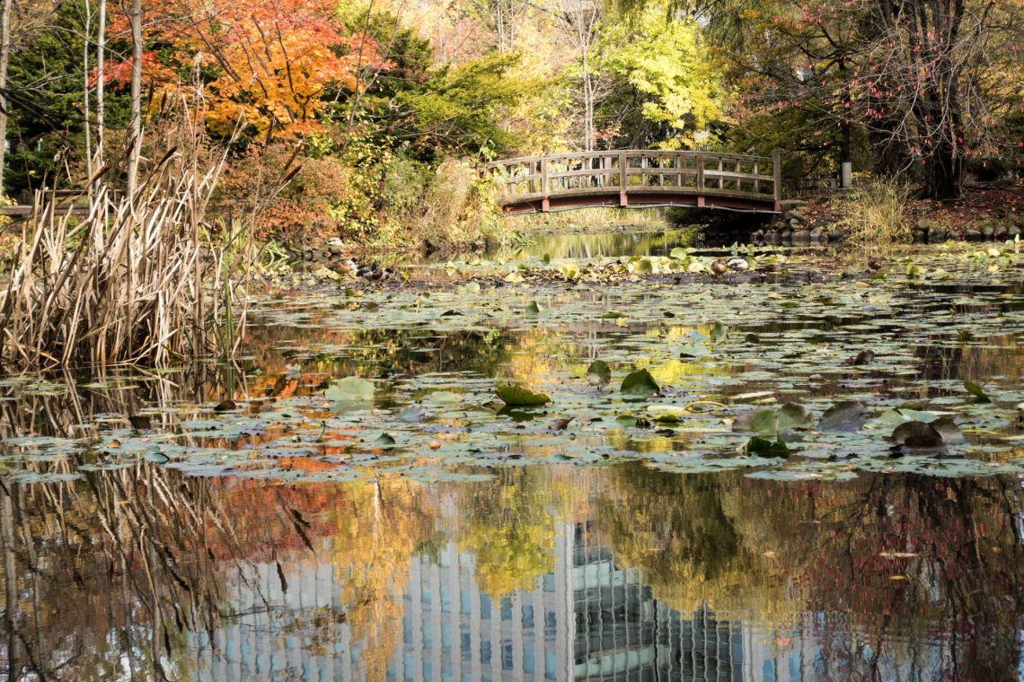 Aka renga japanese brdige & lily pads relections, sapporo, japan